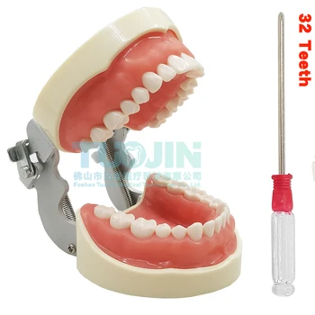 Зъбните 32 Подвижни Меки Венци Модел На Зъба Стоматологичен Винир Подготовка На Зъбите Ортодонтический Студент Устно Обучение, Практика На Продукта  5