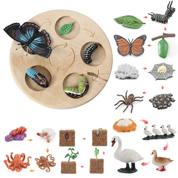 Нова Табелка На Жизнения Цикъл На Животните Детски Играчки Монтесори Учебни Помагала Цикъл На Растежа На Растенията, Животните Модел Набор От Предучилищна Възраст Познавателните Играчки  10
